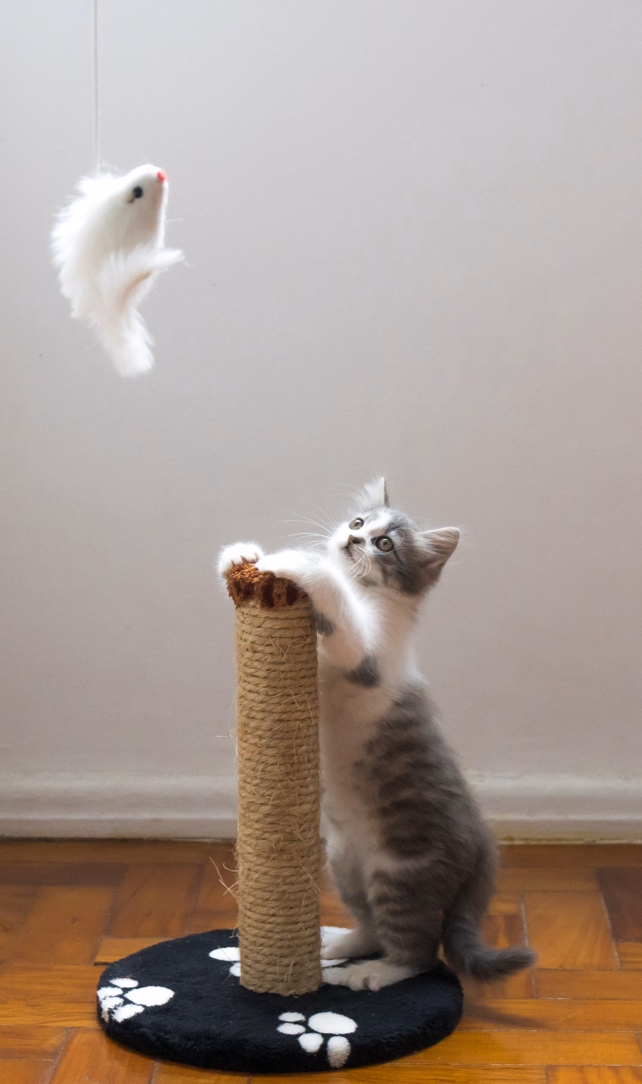 Juguetes para gatos