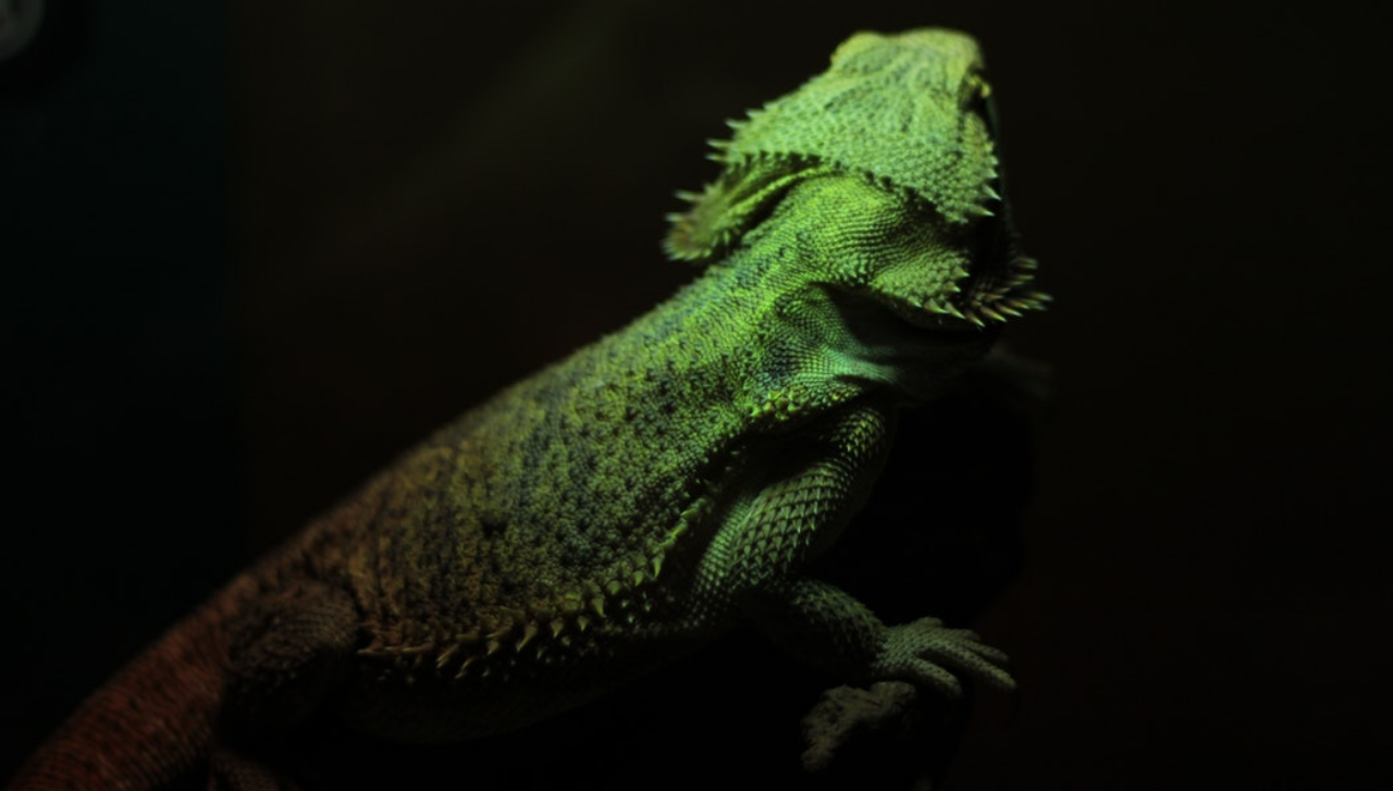 imagen iguana grande