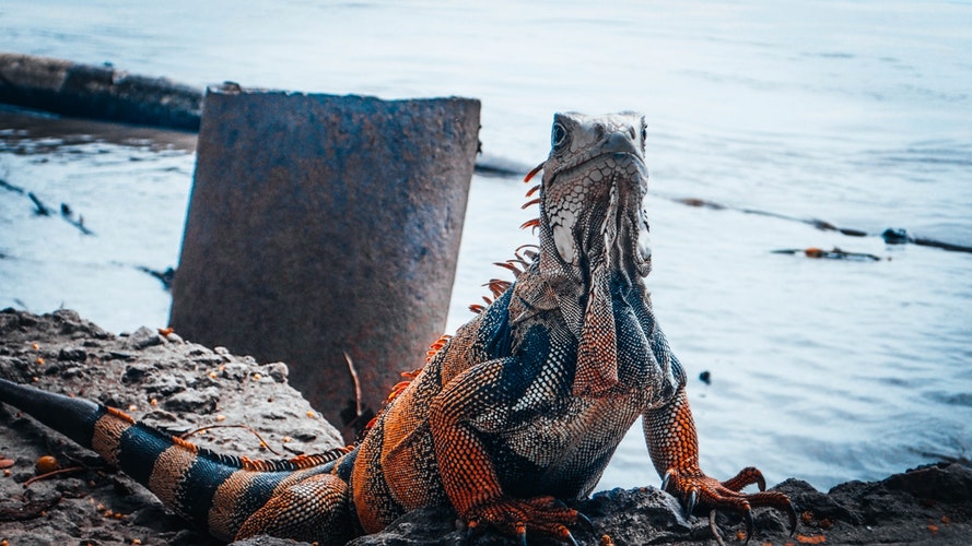 iguana playa