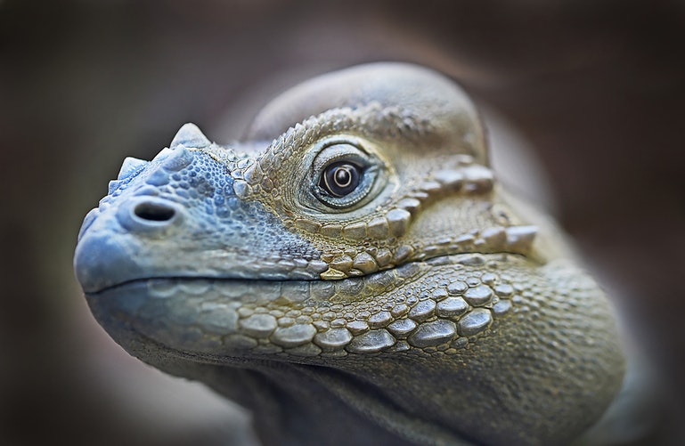 cara de iguana