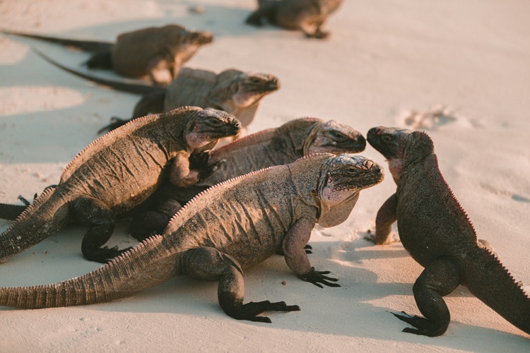 patota de iguanas mafiosas